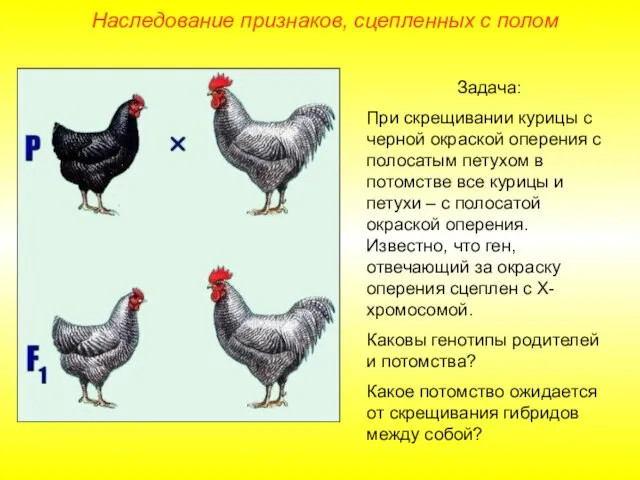 Наследование признаков, сцепленных с полом Задача: При скрещивании курицы с черной