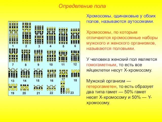 Определение пола Хромосомы, одинаковые у обоих полов, называются аутосомами. Хромосомы, по