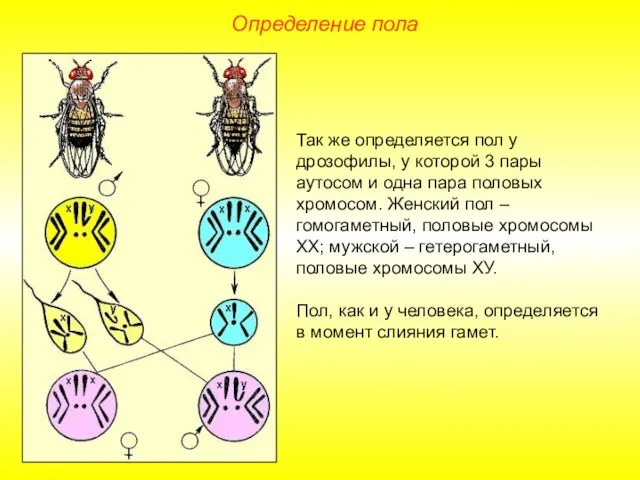 Определение пола Так же определяется пол у дрозофилы, у которой 3