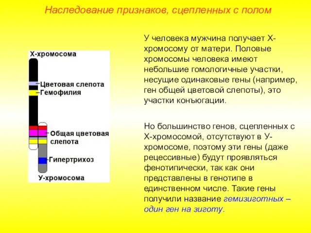 Наследование признаков, сцепленных с полом У человека мужчина получает Х-хромосому от