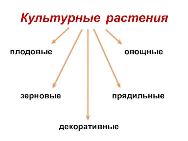 Культурные растения плодовые овощные зерновые прядильные декоративные