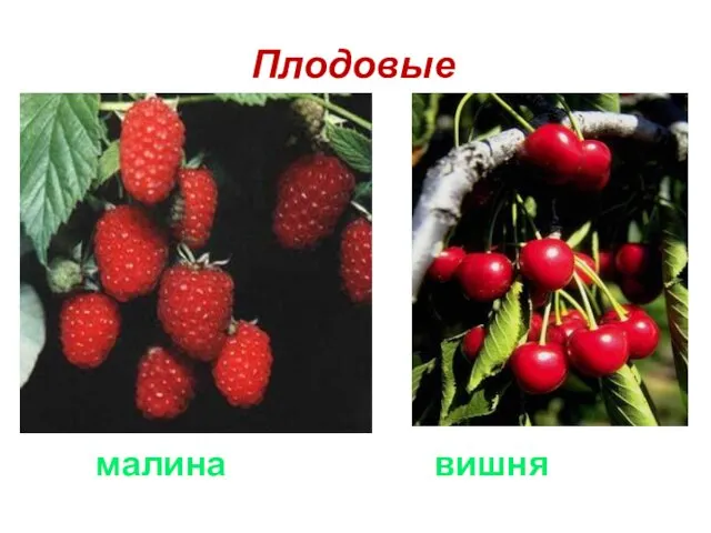 малина вишня Плодовые