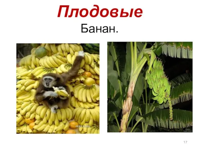 Плодовые Банан.