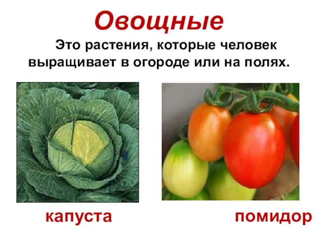 Овощные Это растения, которые человек выращивает в огороде или на полях. капуста помидор