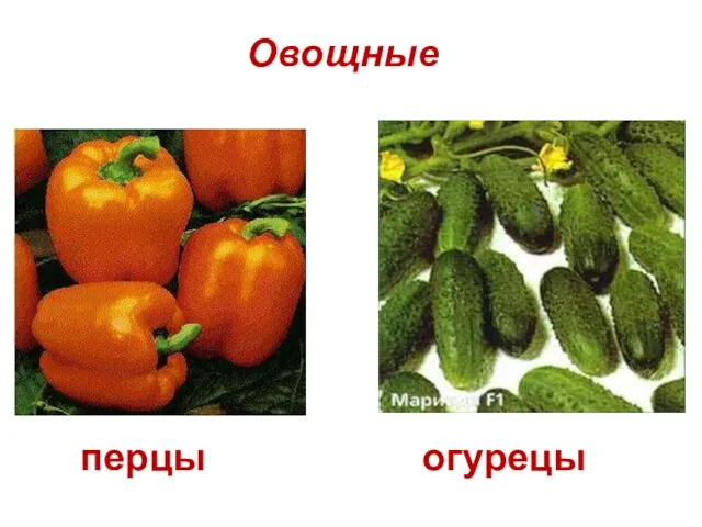 перцы огурецы Овощные