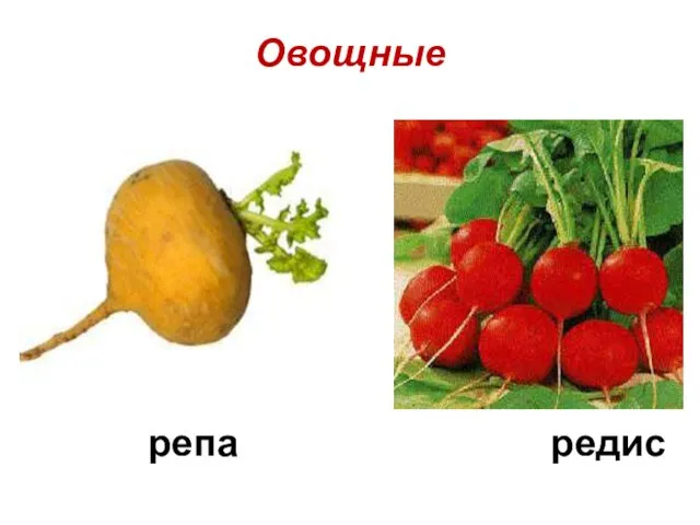 репа редис Овощные