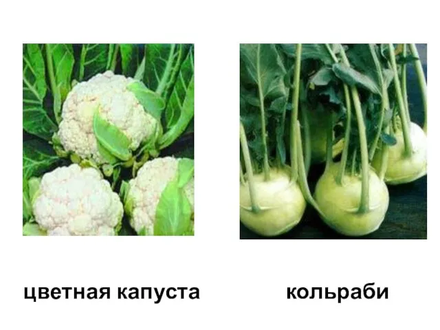 цветная капуста кольраби