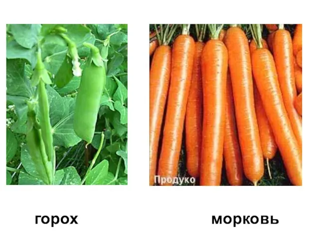 горох морковь