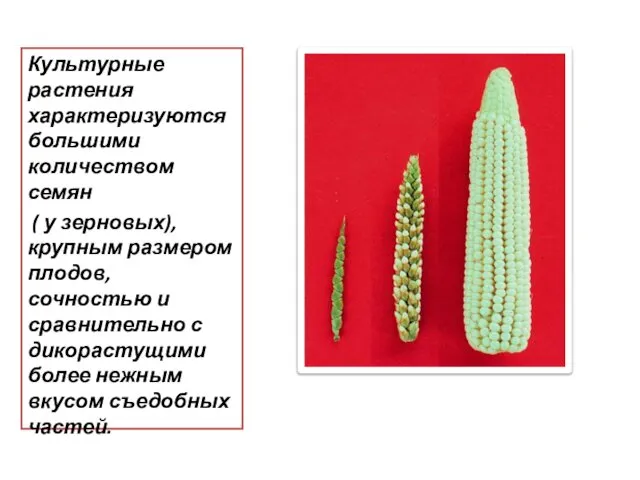 Культурные растения характеризуются большими количеством семян ( у зерновых), крупным размером