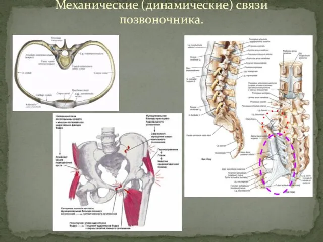 Механические (динамические) связи позвоночника.