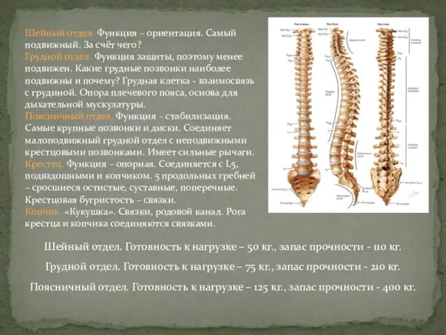 Шейный отдел. Готовность к нагрузке – 50 кг., запас прочности -