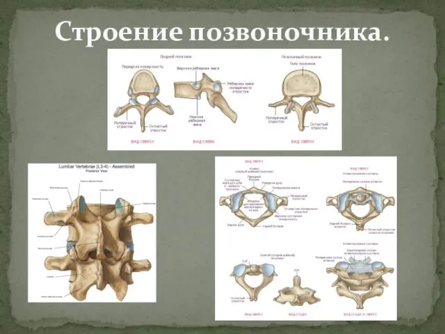 Строение позвоночника.