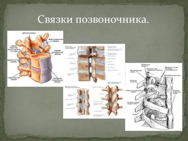 Связки позвоночника.