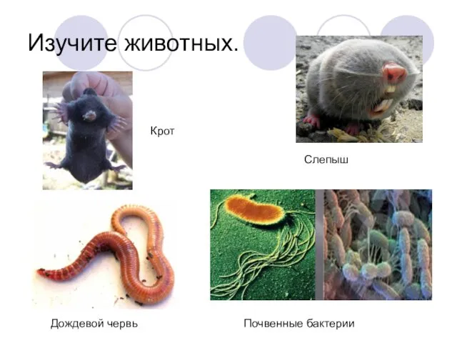 Изучите животных. Слепыш Крот Дождевой червь Почвенные бактерии