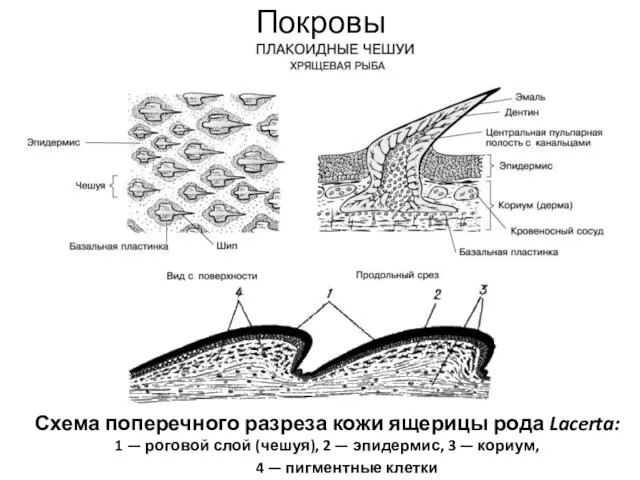 Покровы Схема поперечного разреза кожи ящерицы рода Lacerta: 1 — роговой