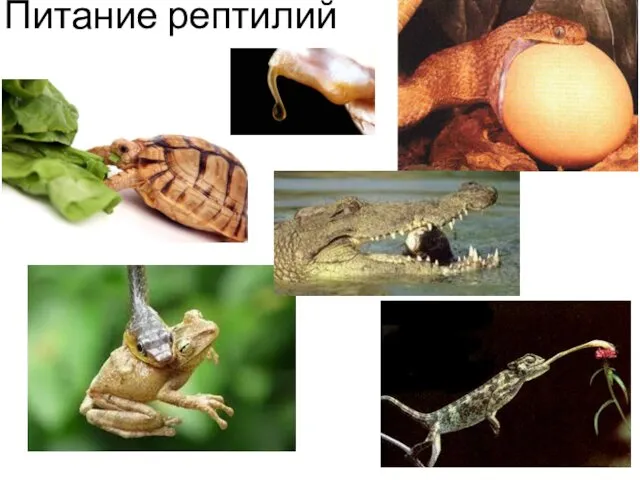 Питание рептилий