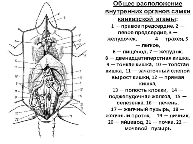 Общее расположение внутренних органов самки кавказской агамы: 1 — правое предсердие,