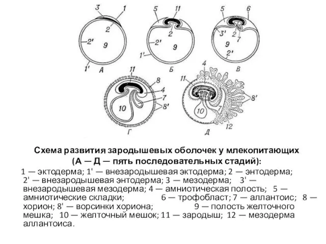 Схема развития зародышевых оболочек у млекопитающих (А — Д — пять