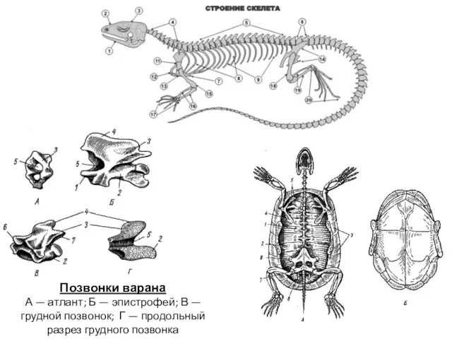 Позвонки варана А — атлант; Б — эпистрофей; В — грудной