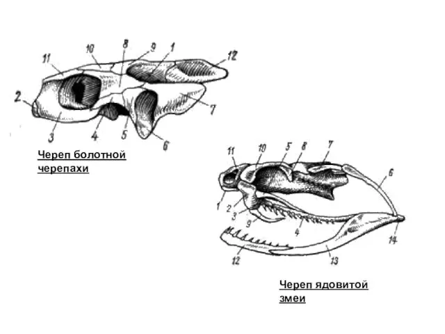 Череп болотной черепахи Череп ядовитой змеи