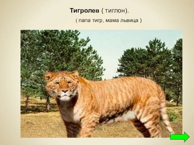 Тигролев ( тиглон). ( папа тигр, мама львица )