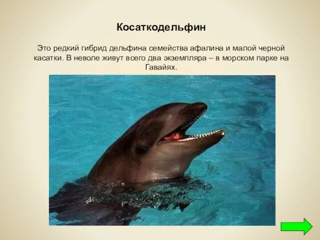 Косаткодельфин Это редкий гибрид дельфина семейства афалина и малой черной касатки.