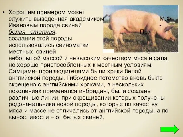 Хорошим примером может служить выведенная академиком М.Ф.Ивановым порода свиней - белая