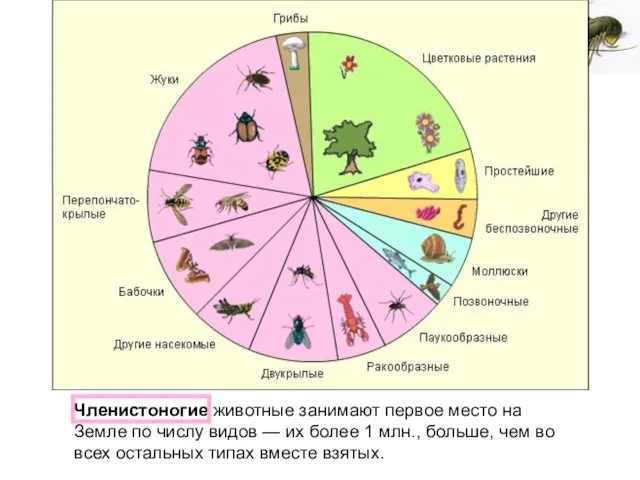 Членистоногие животные занимают первое место на Земле по числу видов —