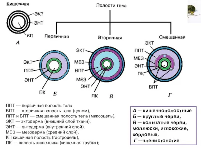 ППТ — первичная полость тела ВПТ — вторичная полость тела (целом),