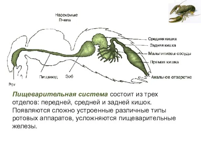 Пищеварительная система состоит из трех отделов: передней, средней и задней кишок.