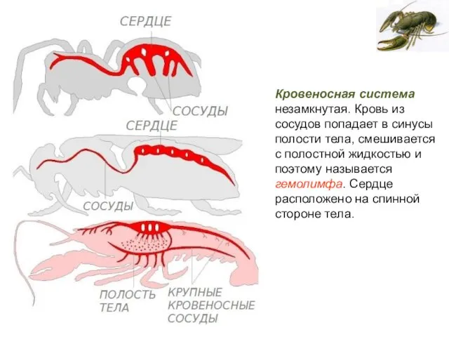 Кровеносная система незамкнутая. Кровь из сосудов попадает в синусы полости тела,