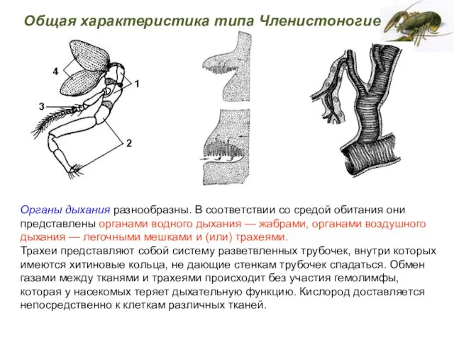 Органы дыхания разнообразны. В соответствии со средой обитания они представлены органами