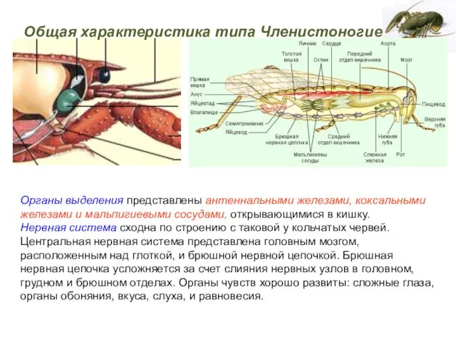 Органы выделения представлены антеннальными железами, коксальными железами и мальпигиевыми сосудами, открывающимися