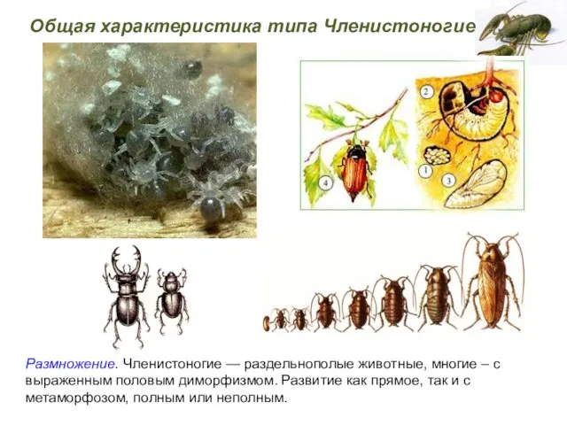 Размножение. Членистоногие — раздельнополые животные, многие – с выраженным половым диморфизмом.