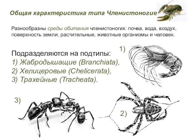 Разнообразны среды обитания членистоногих: почва, вода, воздух, поверхность земли, растительные, животные