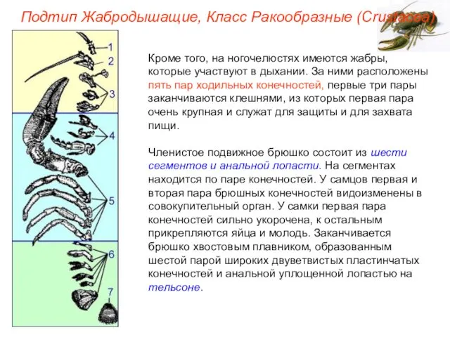 Кроме того, на ногочелюстях имеются жабры, которые участвуют в дыхании. За