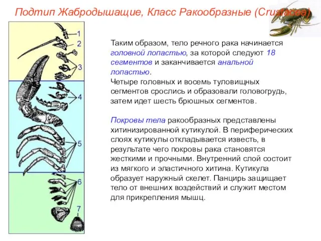 Таким образом, тело речного рака начинается головной лопастью, за которой следуют