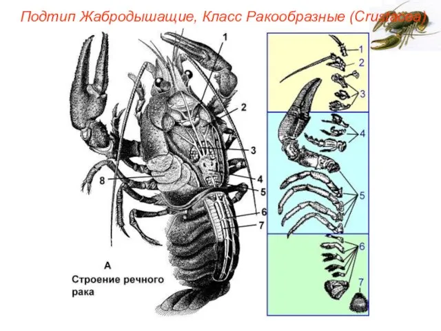 Подтип Жабродышащие, Класс Ракообразные (Crustacea)