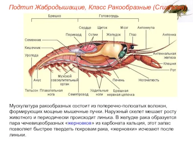 Мускулатура ракообразных состоит из поперечно-полосатых волокон, формирующих мощные мышечные пучки. Наружный