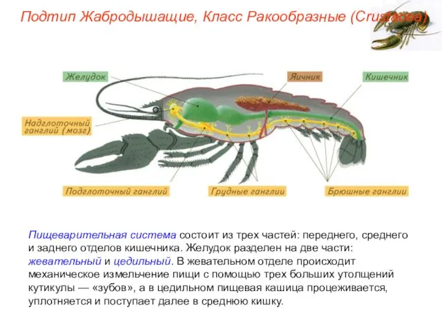 Пищеварительная система состоит из трех частей: переднего, среднего и заднего отделов