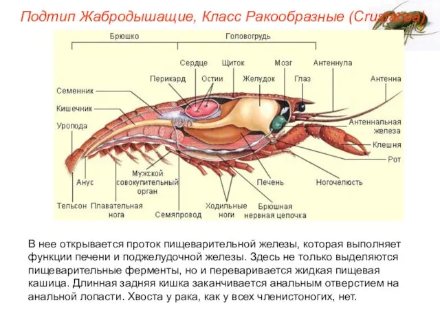 В нее открывается проток пищеварительной железы, которая выполняет функции печени и