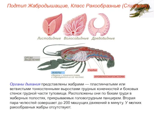 Органы дыхания представлены жабрами — пластинчатыми или ветвистыми тонкостенными выростами грудных