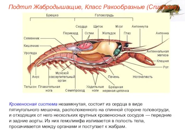 Кровеносная система незамкнутая, состоит из сердца в виде пятиугольного мешочка, расположенного