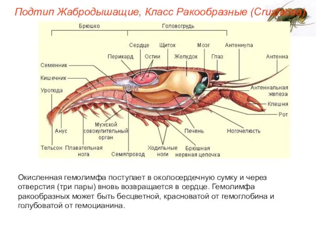 Окисленная гемолимфа поступает в околосердечную сумку и через отверстия (три пары)