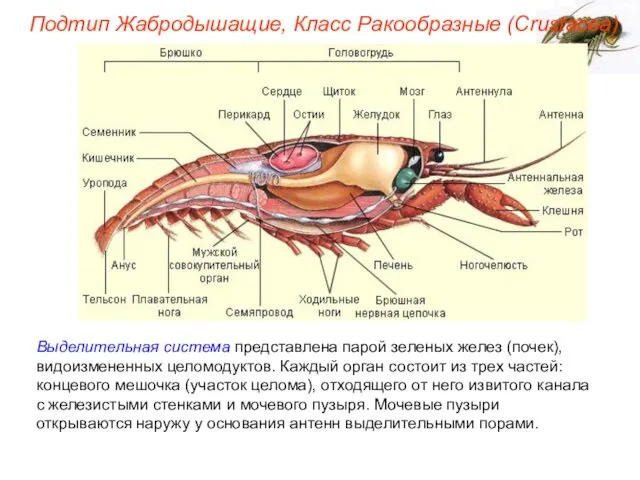 Выделительная система представлена парой зеленых желез (почек), видоизмененных целомодуктов. Каждый орган