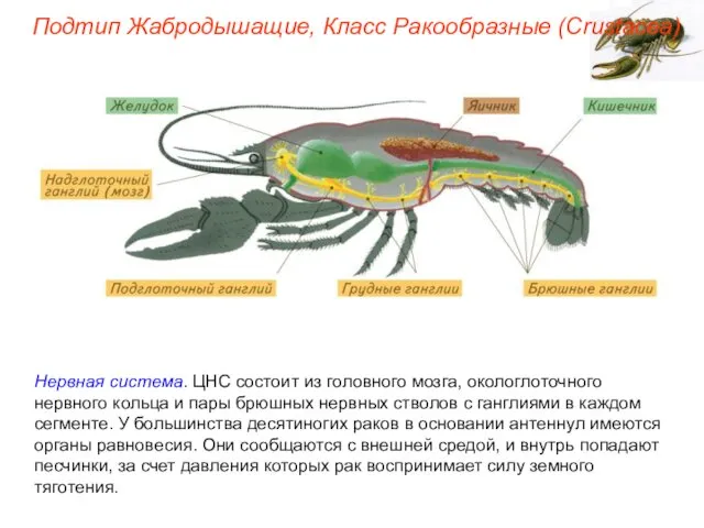 Нервная система. ЦНС состоит из головного мозга, окологлоточного нервного кольца и