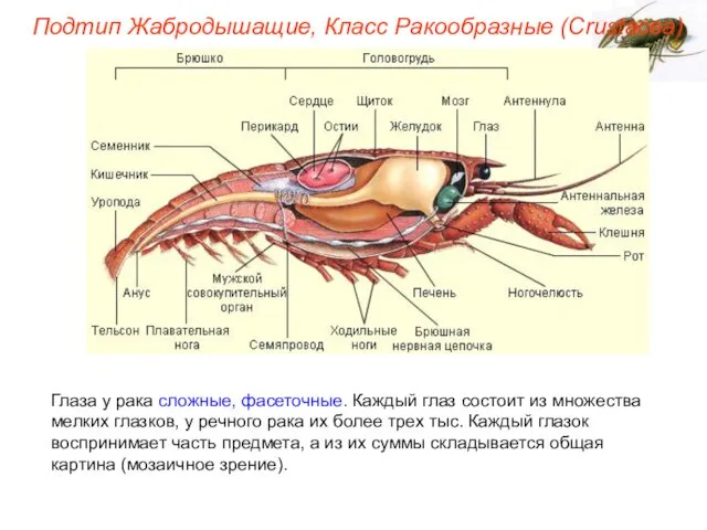 Глаза у рака сложные, фасеточные. Каждый глаз состоит из множества мелких