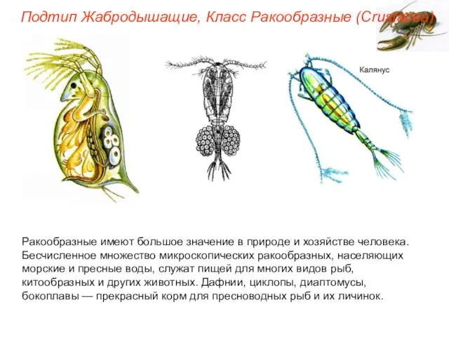 Подтип Жабродышащие, Класс Ракообразные (Crustacea) Ракообразные имеют большое значение в природе