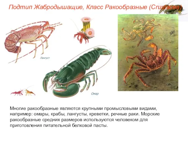 Подтип Жабродышащие, Класс Ракообразные (Crustacea) Многие ракообразные являются крупными промысловыми видами,