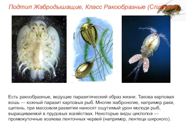 Подтип Жабродышащие, Класс Ракообразные (Crustacea) Есть ракообразные, ведущие паразитический образ жизни.